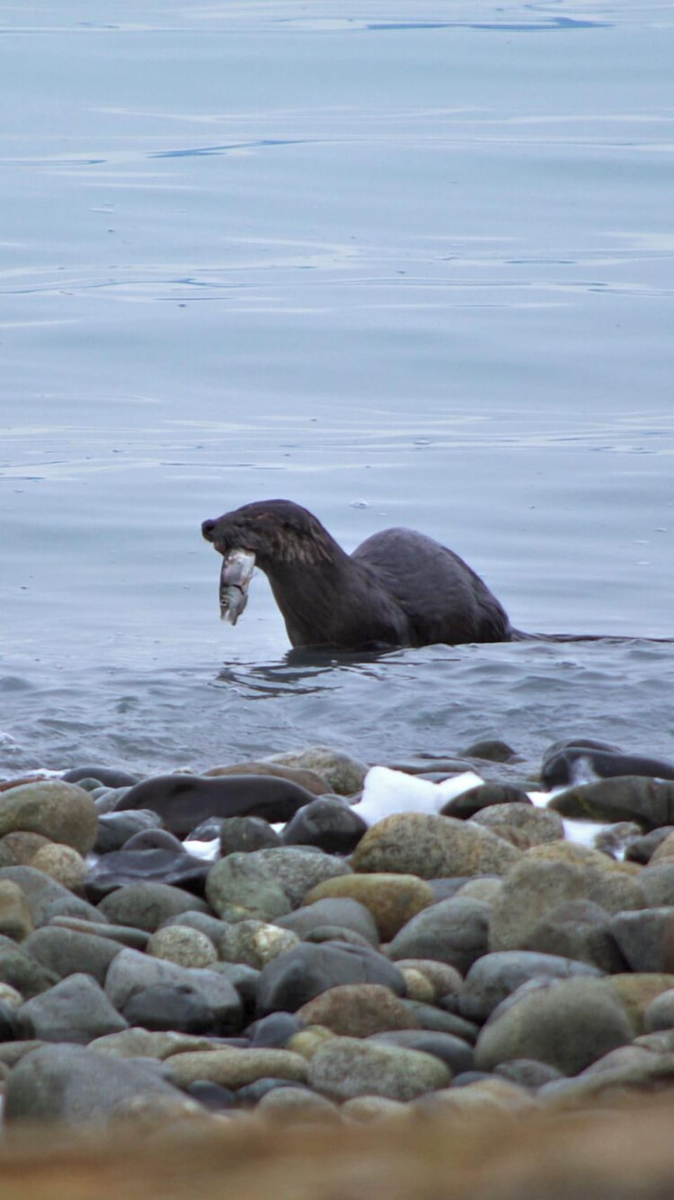 Resident sea otter feasting on herring on the beach
