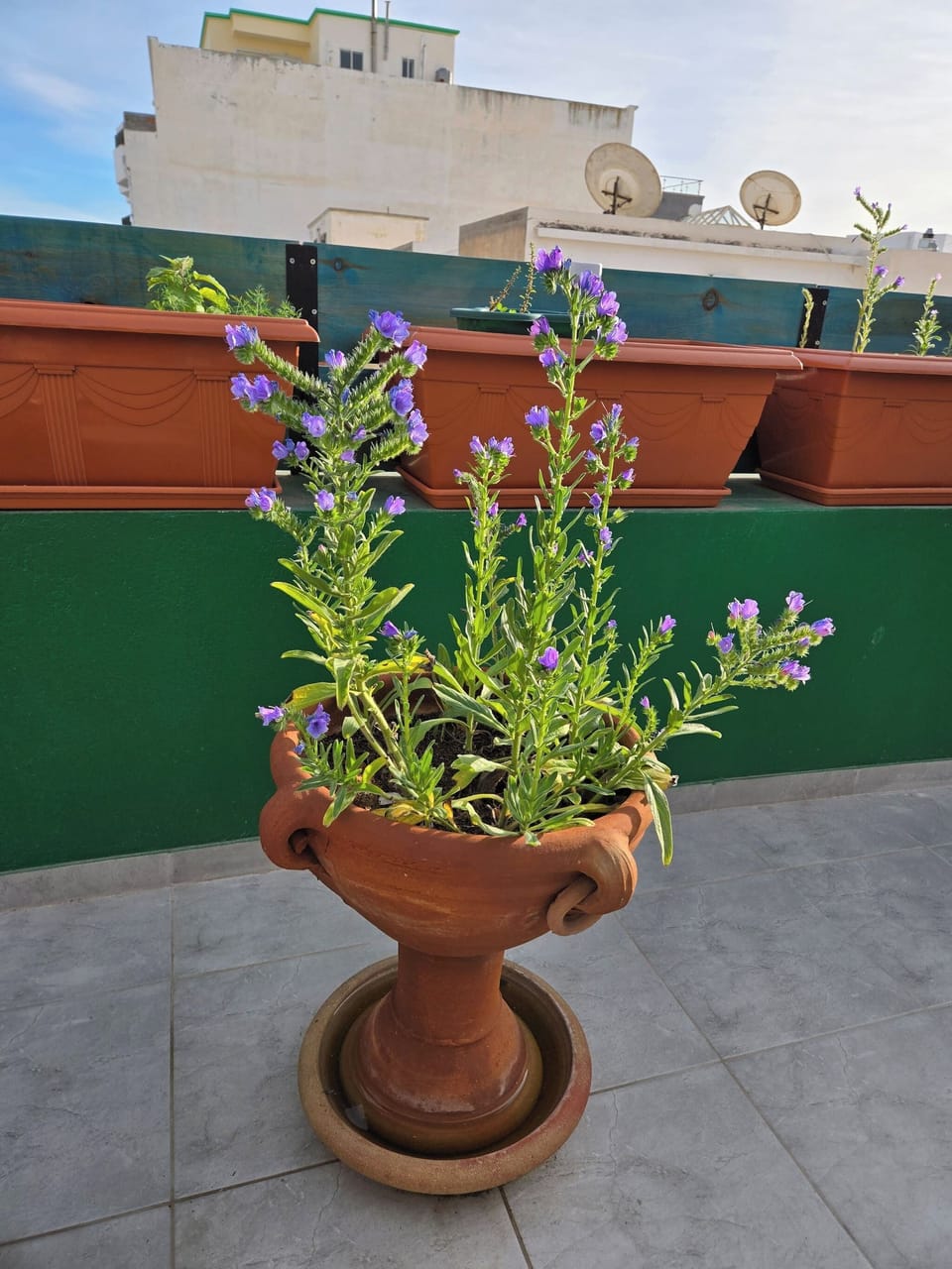 Apartment, 2 Bedrooms, Terrace | Property grounds