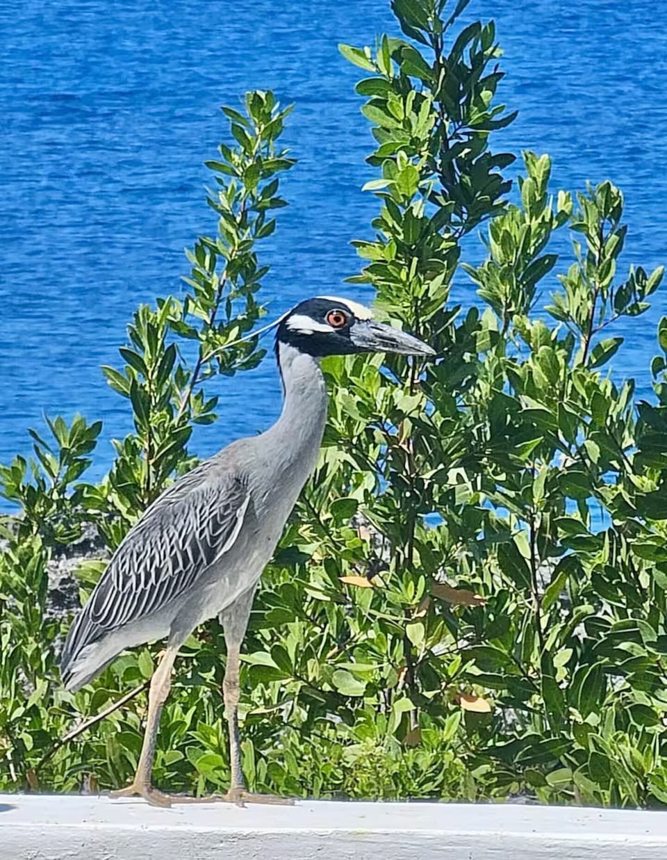 summer bird, outdoor, closeup, 