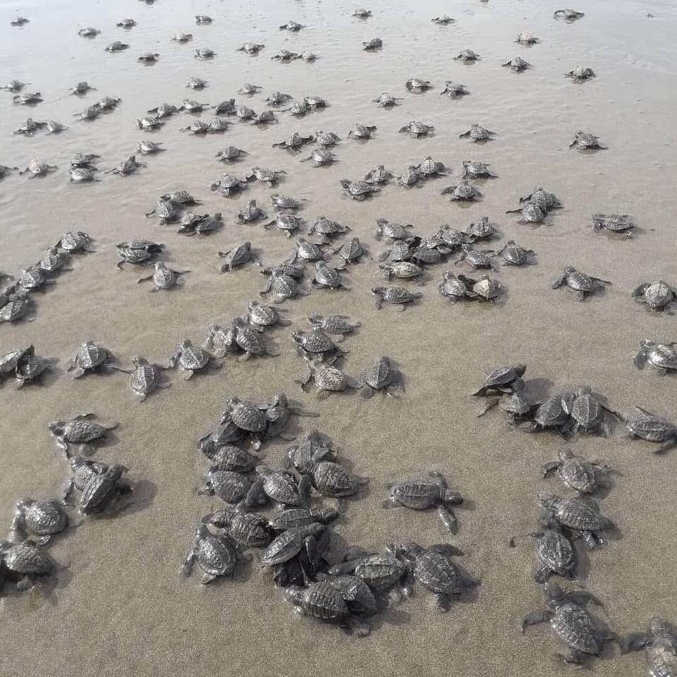 Turtle nesting season at Corozalito Beach