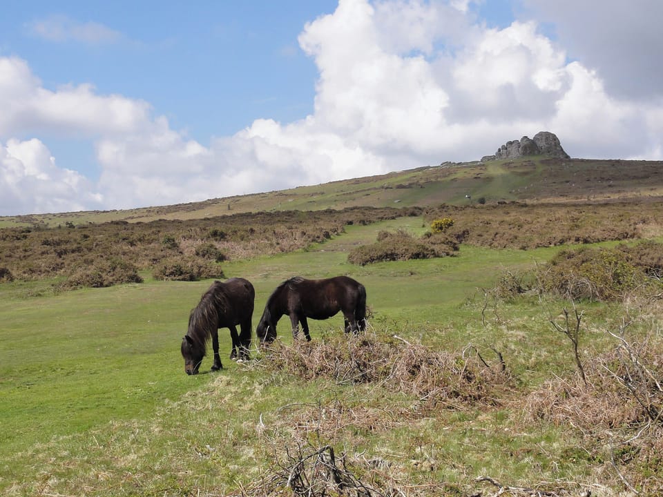Surrounding area | Virginia Cottage, Bovey Tracey