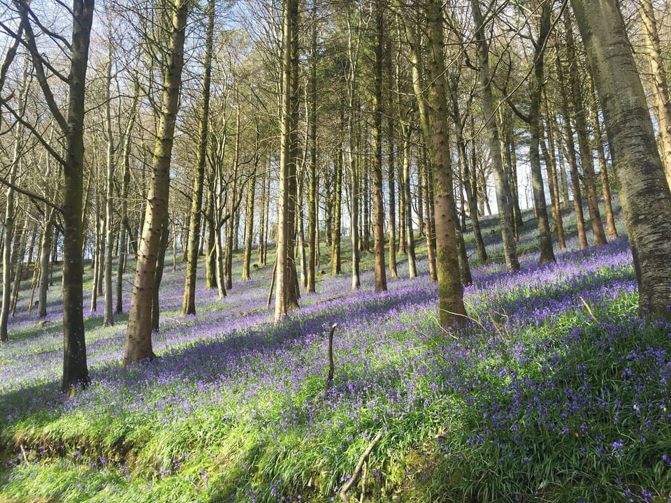 Wonderful surrounding area | Rawlsbury Lodge, Melbury Lodge - Brewery Farm Lodges, Ansty, near Dorchester