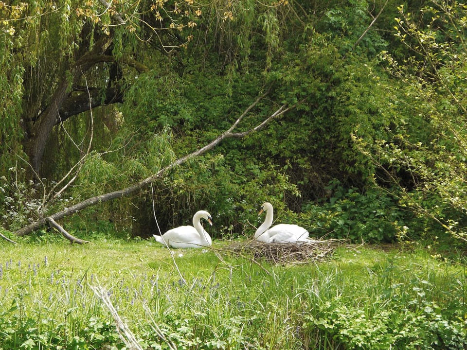 Swans nesting in the extensive grounds | Bruern Holiday Cottages, Bruern, near Chipping Norton