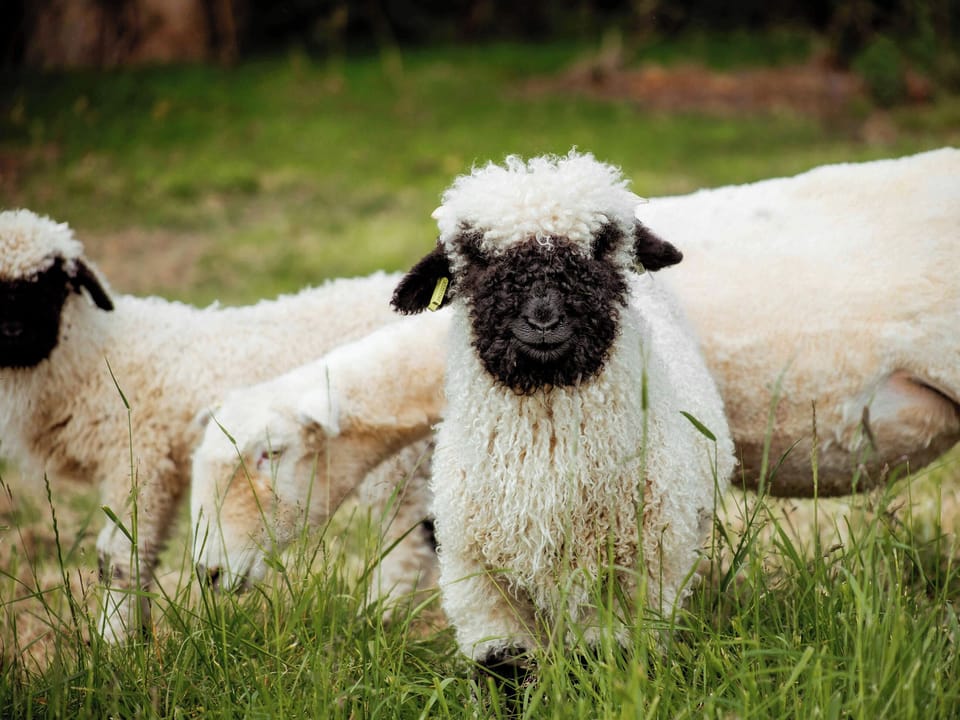 Not categorised | Carters Cottage - Rudge Farm Cottages, Chilcombe, near Bridport