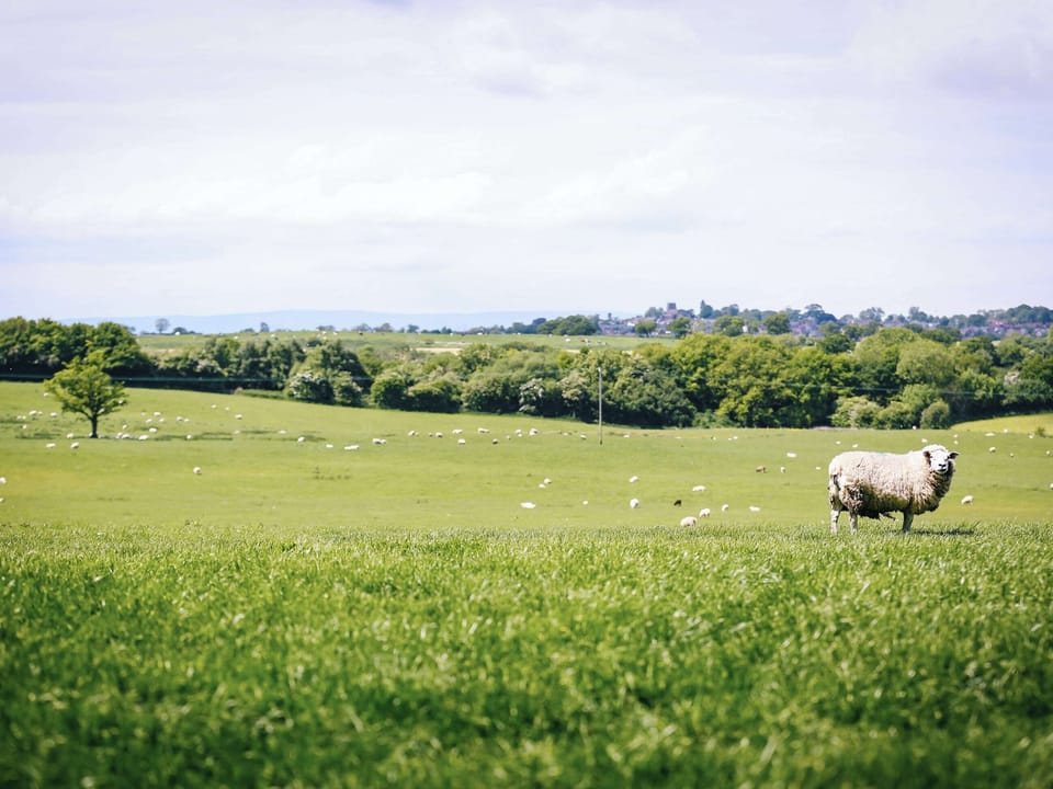 Panoramic rural views | Millmoor Farm, Bickley, near Malpas