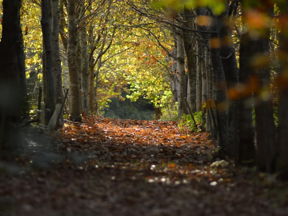 Woodlands within the grounds | Heath Farm Holiday Cottages, Swerford, near Chipping Norton