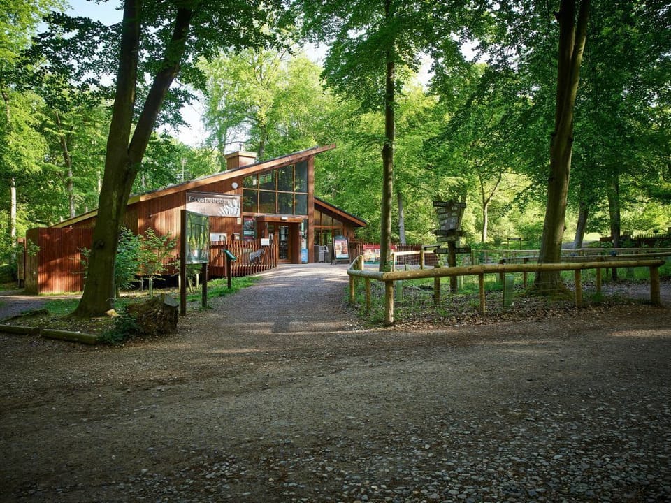 Blackwood Forest Golden Oak Treehouse