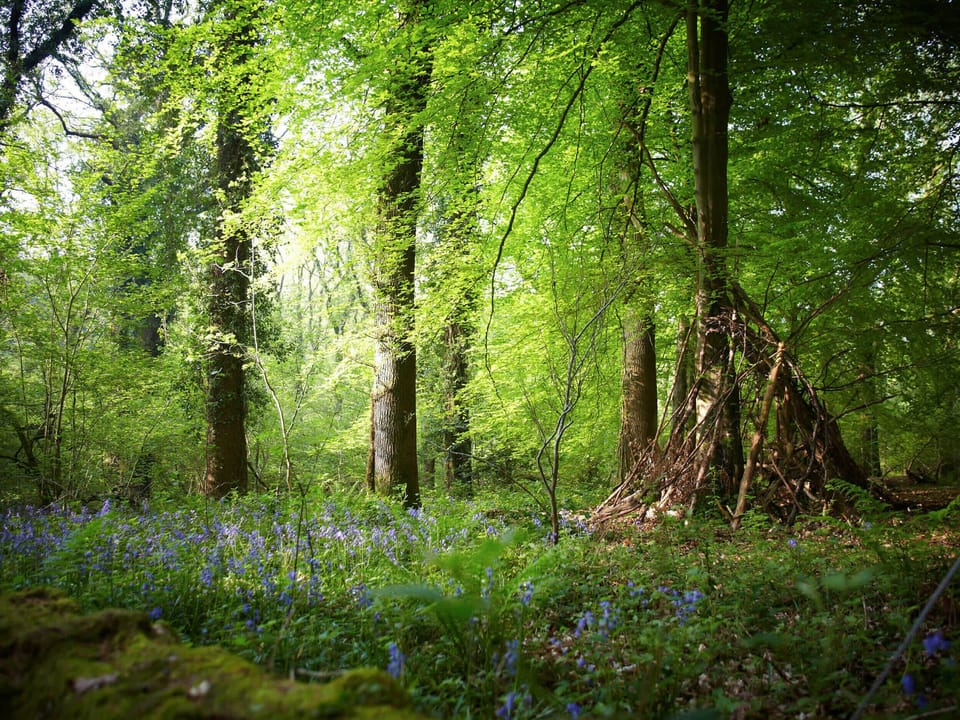 Forest of Dean Woodland - Golden Oak