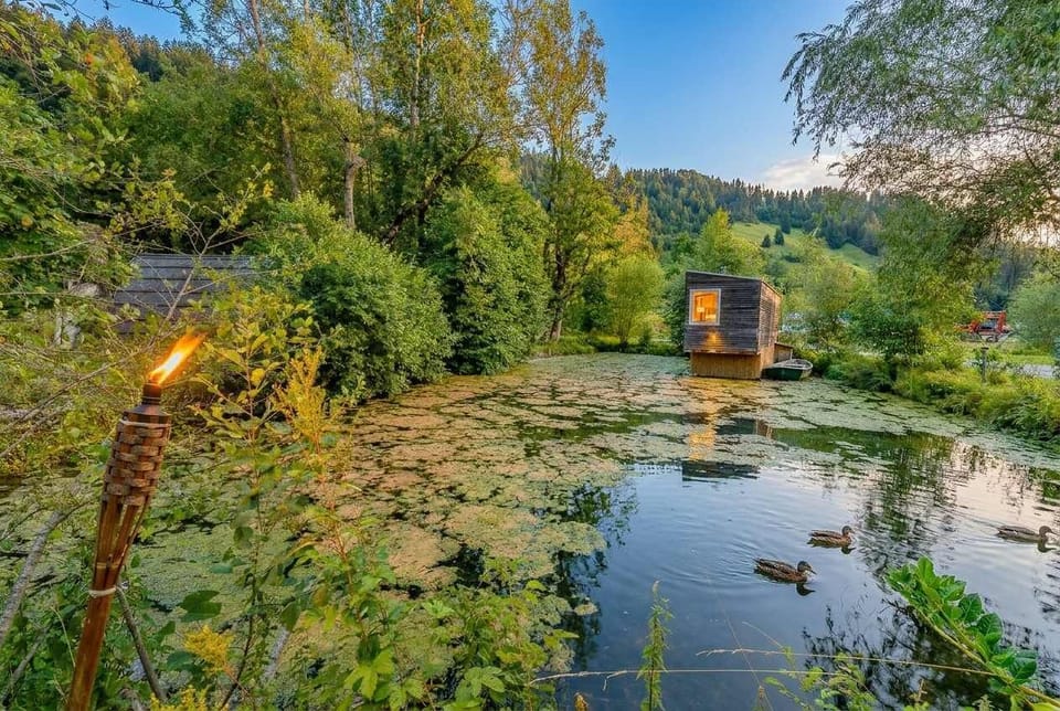 Quiet lake corner with natural vegetation and wildlife
