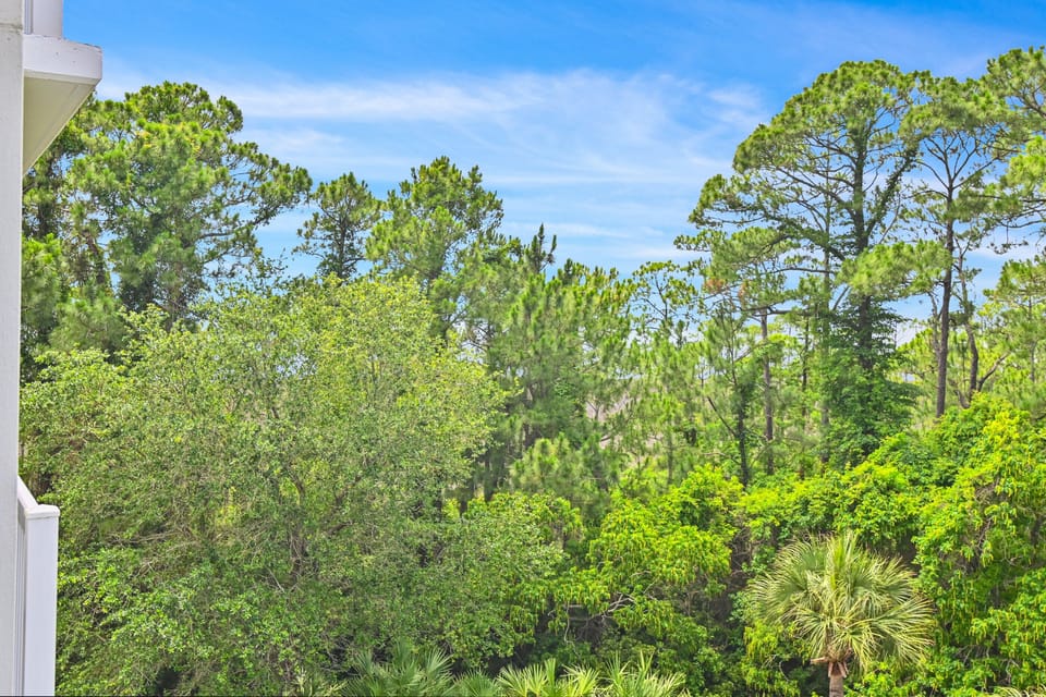 Peaceful Nature Views Surrounded by Mature Pines