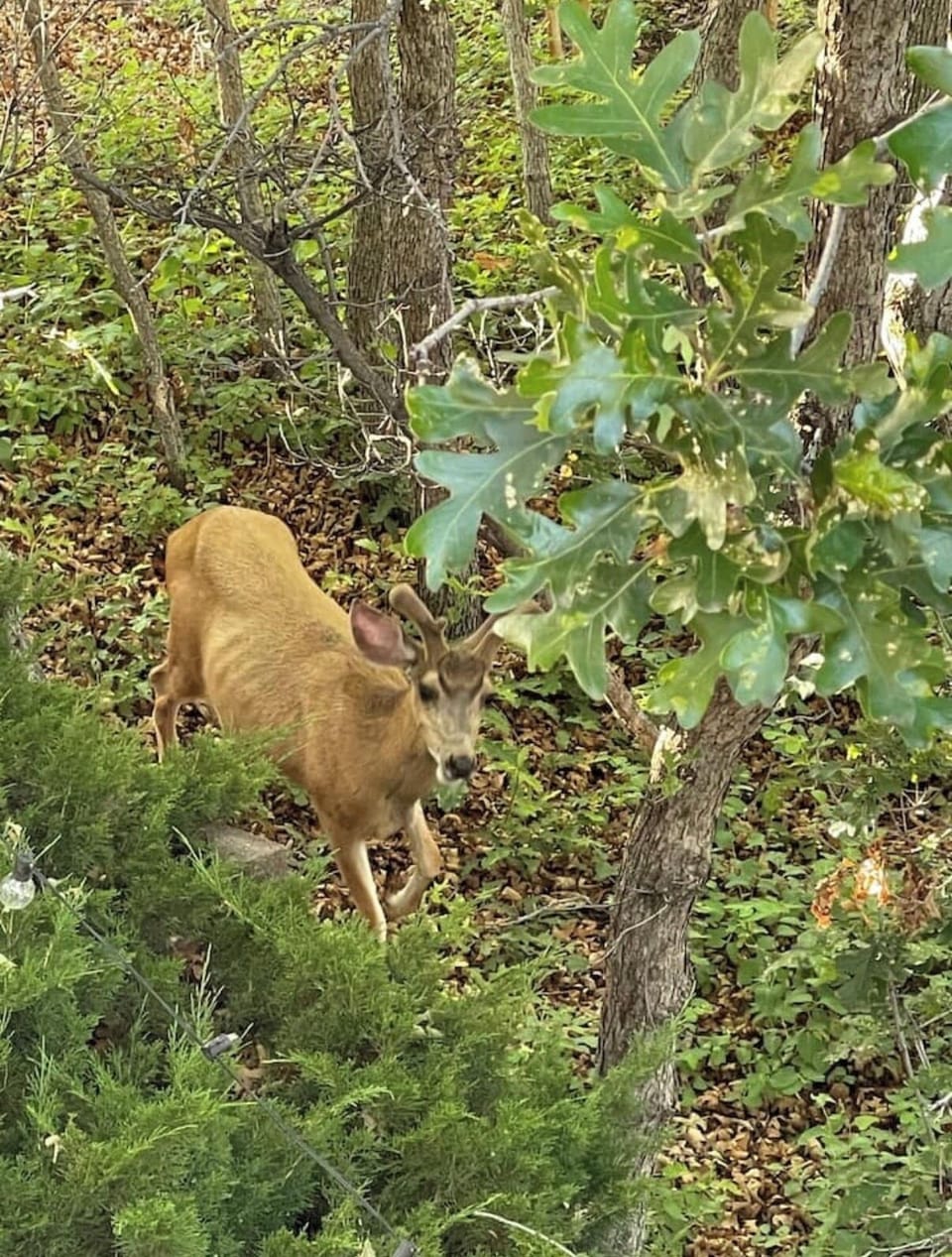 Backyard wildlife