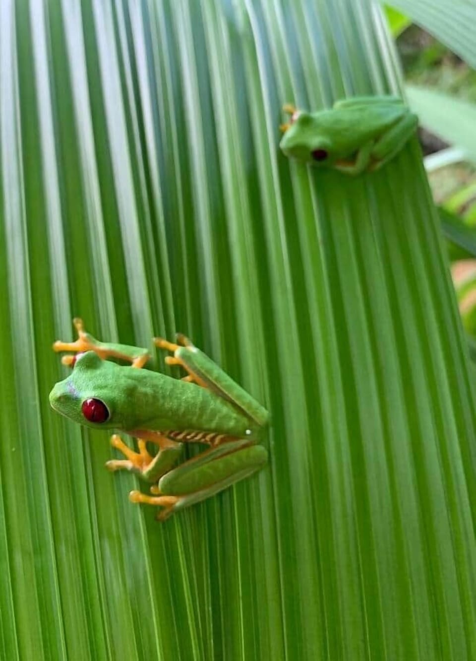 Red-Eyed Tree Frogs by Pond