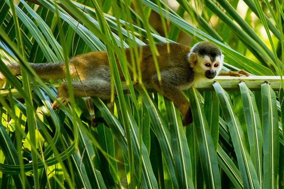 Squirrel Monkey Visiting