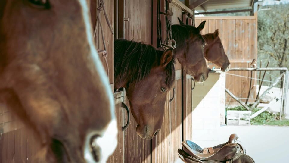 Horse, Sorrel, Livestock, Pack Animal