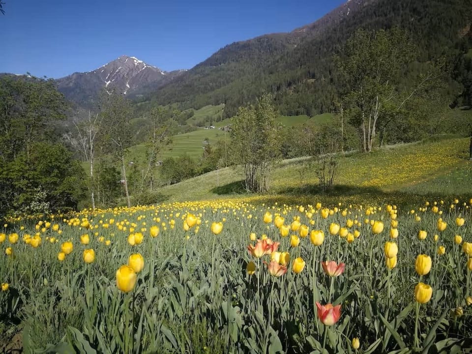 The unique Grängjer tulips bloom around Grengiols in the second half of May