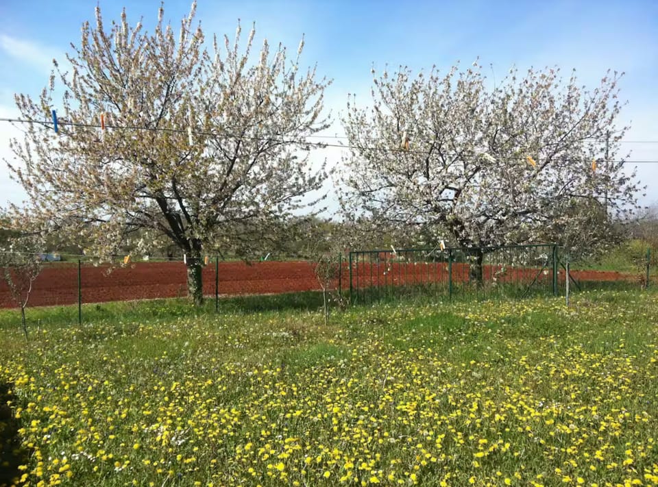 Apartment (Two Bedroom Apartment with Terrace an) | Garden