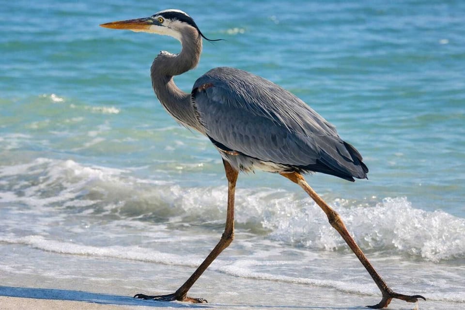 Local wildlife along Englewood Beach and Lemon Bay