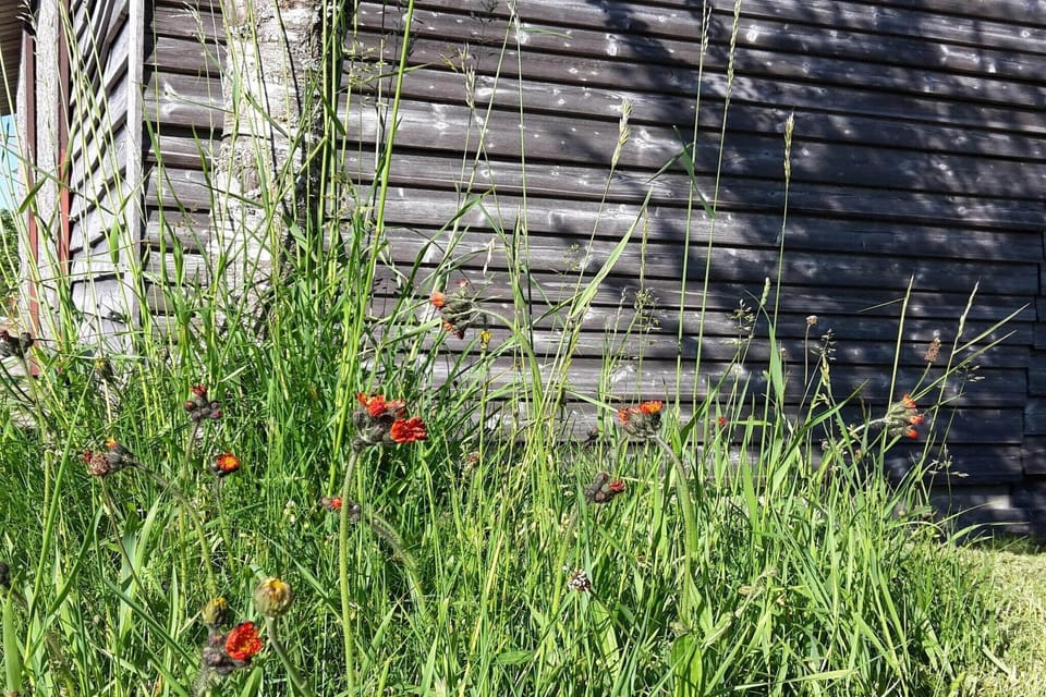 Garden [summer]
