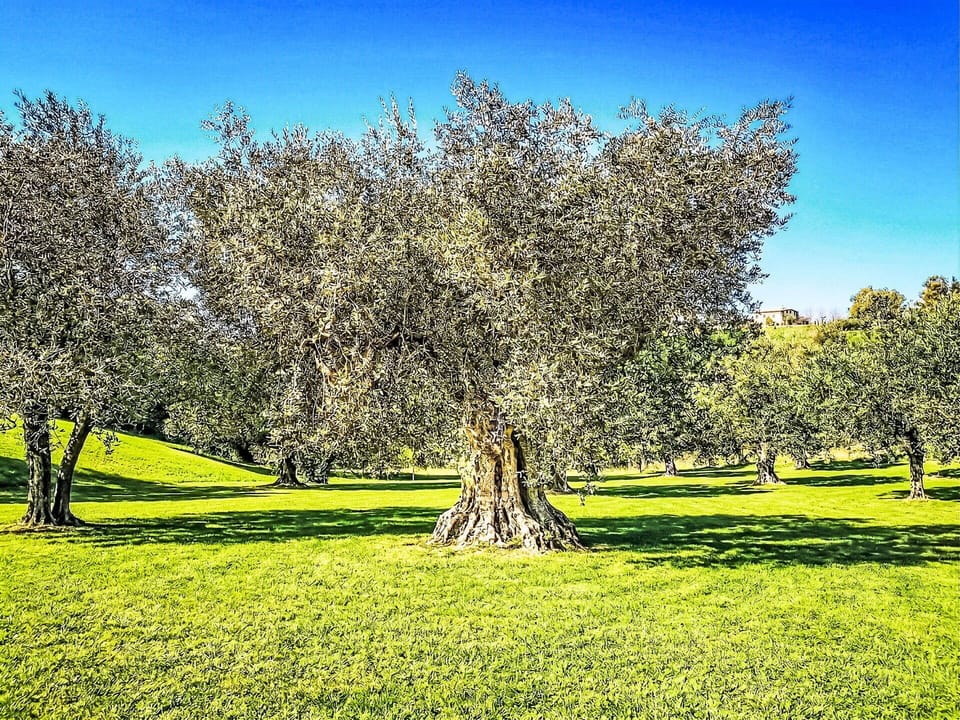 Tree, Grass, Leaf, Branch, Natural Environment, Green, Vegetation, Grassland, Plain, Twig