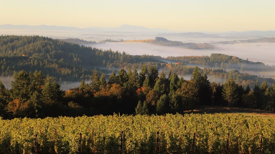 Sweeping views of the Willamette Valley from our Tasting Room.