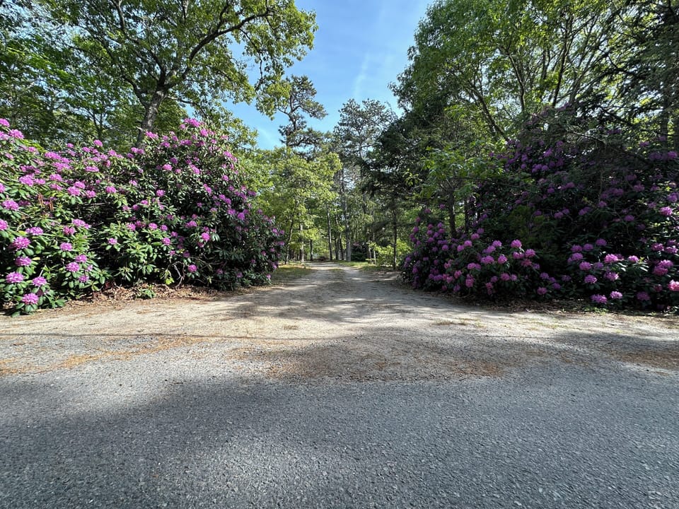 A peaceful gravel road winds through vibrant purple rhododendrons and towering trees, creating a scenic route to the property.