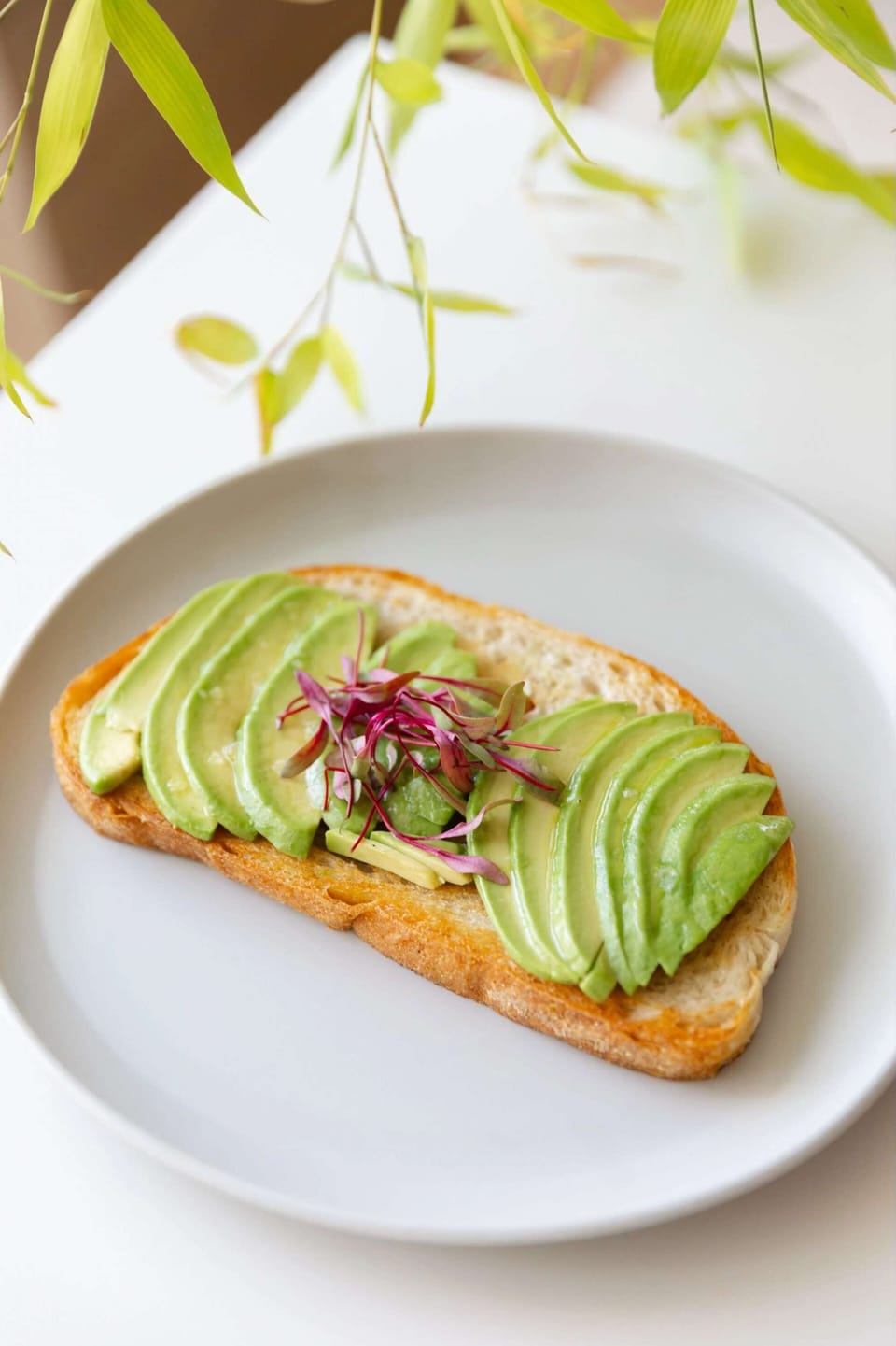 Avocado toast with microgreens plated simply beneath hanging leaves