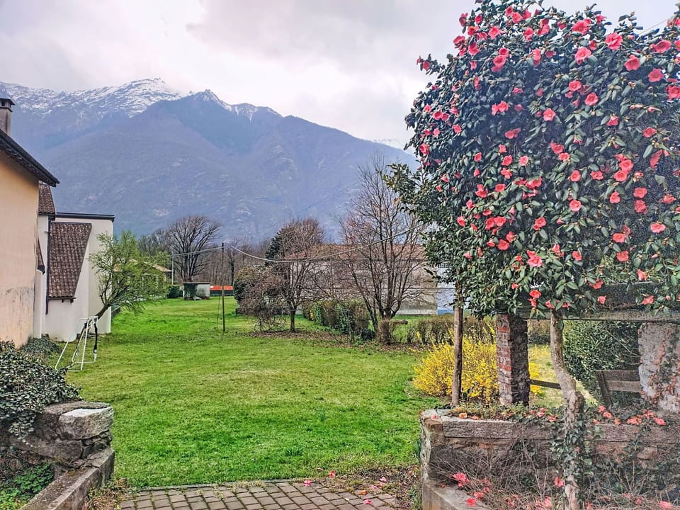 Flower, Shrub, Mountain Range, Spring, Garden, Ridge, Alps, Landscaping, Massif, Summit