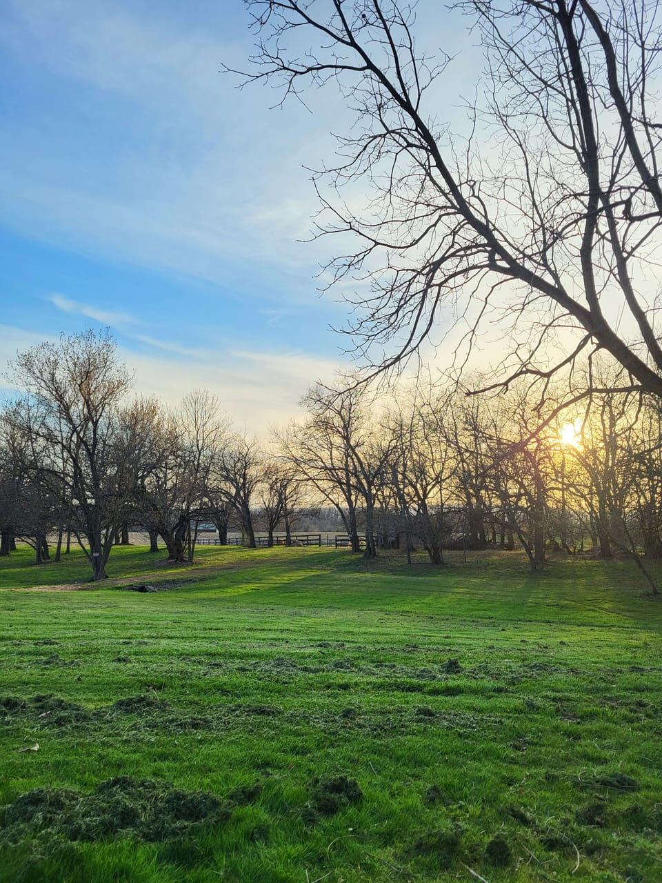 Grass, Nature, Outdoors, Park, Lawn