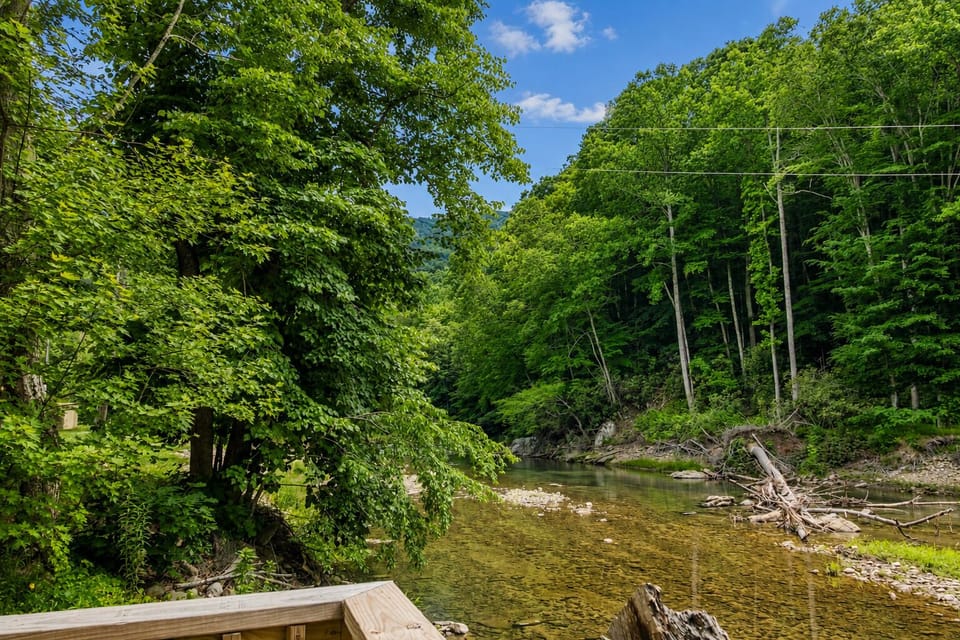 Peaceful creekside views surrounded by lush forest greenery