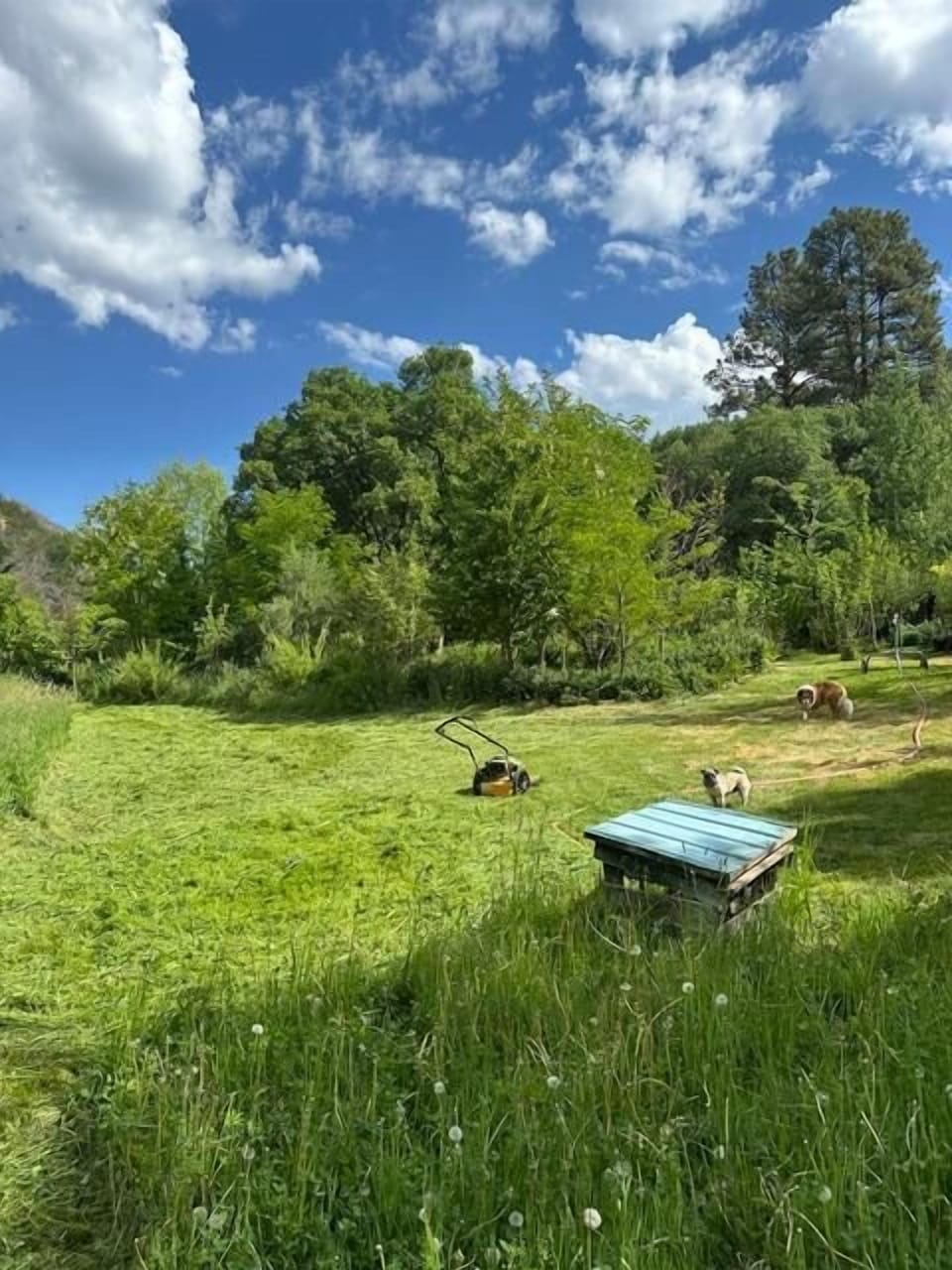 Yard