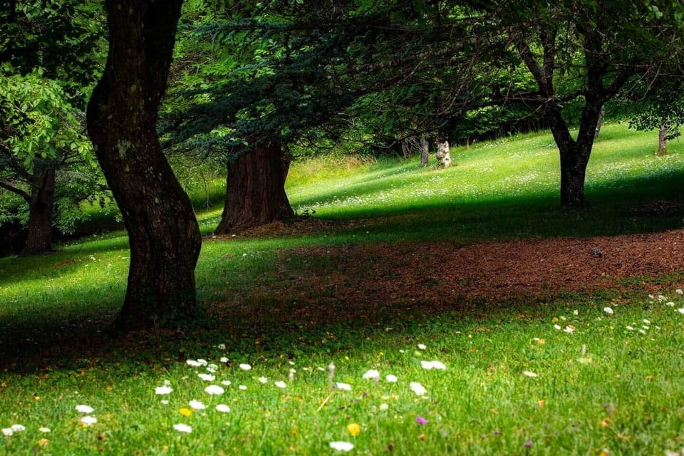 Private parkland with mature trees across the estate