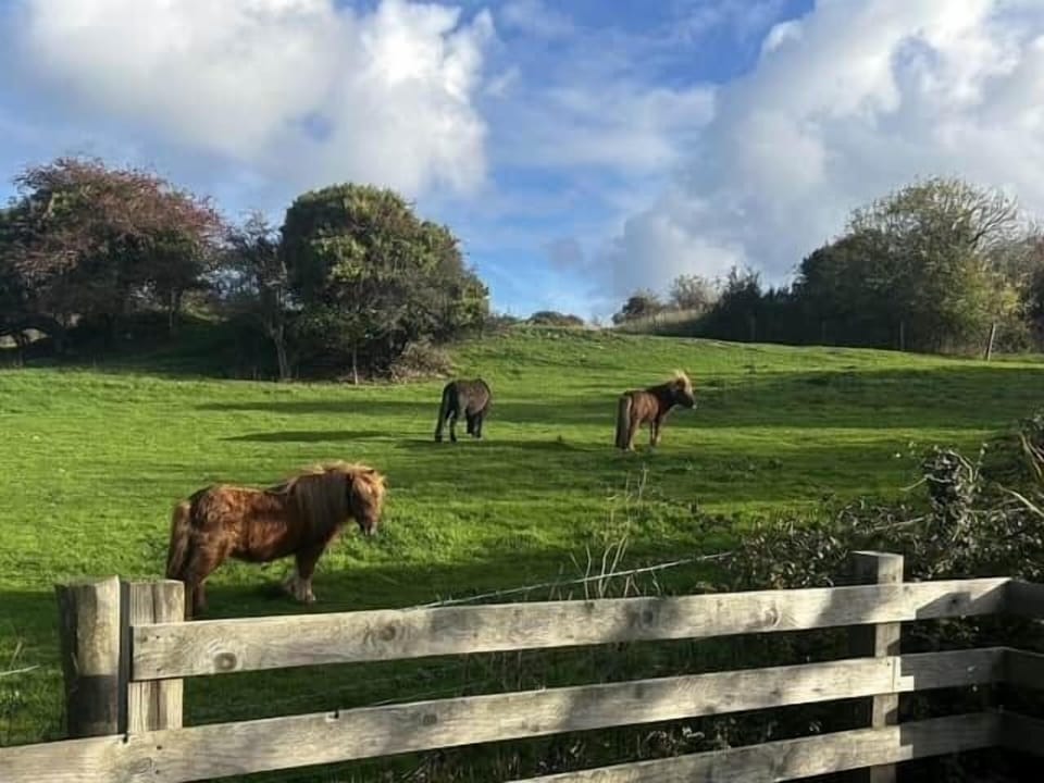 Back Garden View Ponies