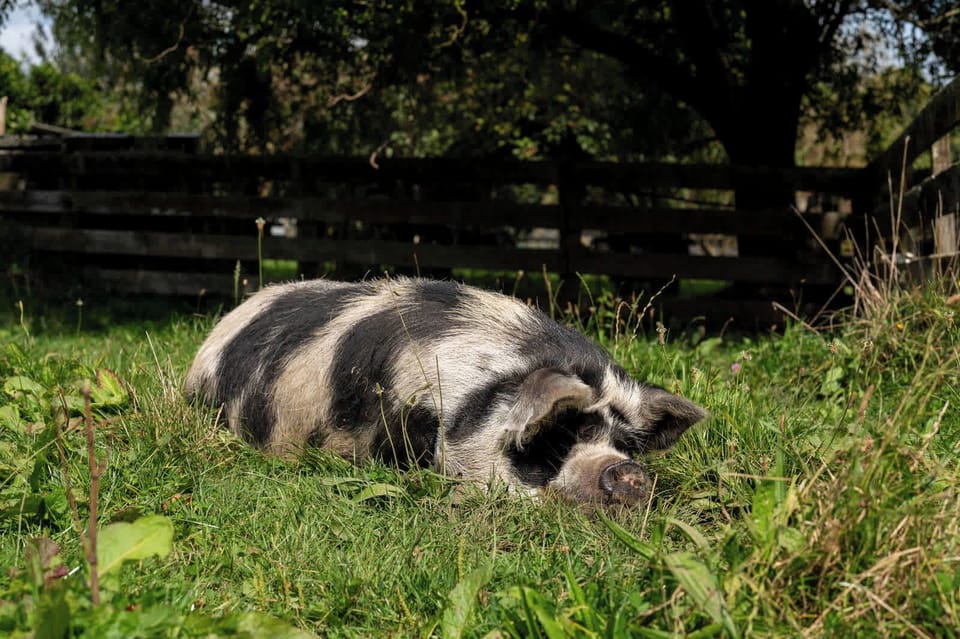 Kunekune pig sunning herself
