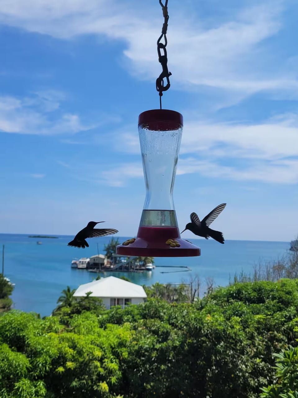 The hummingbirds buzz around the deck all day