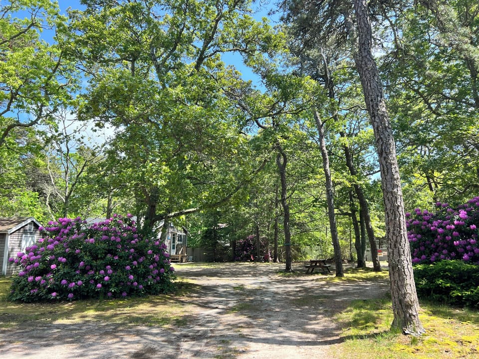 Peaceful wooded retreat with charming cabin surrounded by vibrant purple blooms and towering trees.