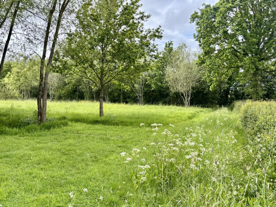 South Cottage, Alweston, Sherborne: A haven for birds and wildlife