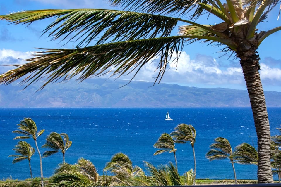    Watch sailboats drift by like daydreams, framed by palms that sway to the island’s soft, sunlit rhythm MON-2604