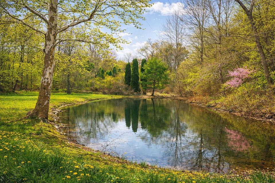 Reflection pond in spring. No fishing, swimming, or wading.