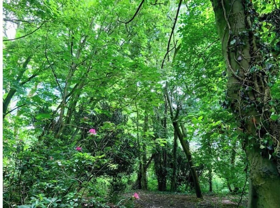 Our private woodland surrounding the property. 