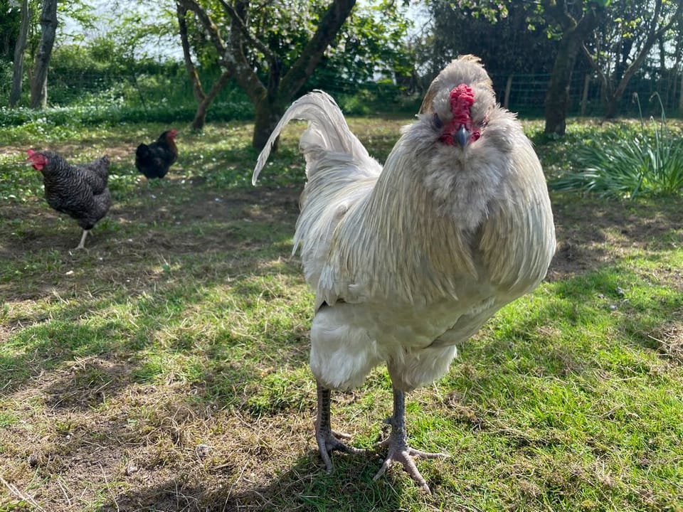 The Byre @ Canllefaes