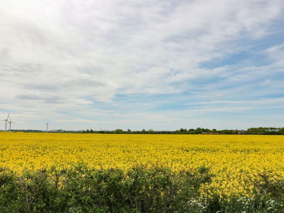 Daisy Nook