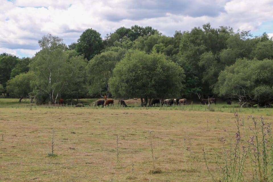 18 Deer Glade