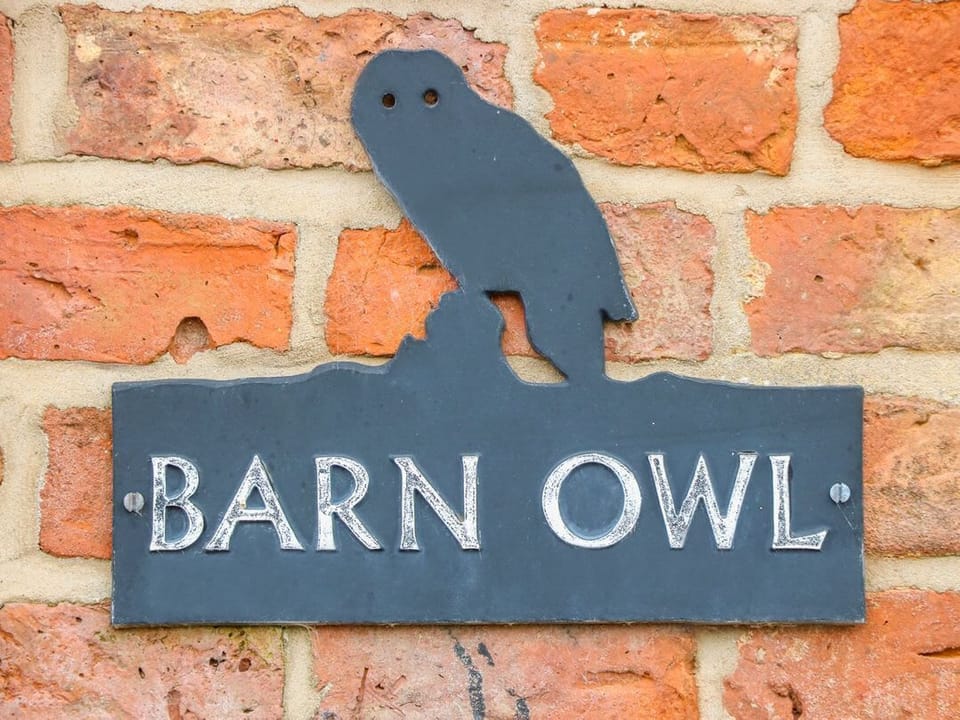 Barn Owl