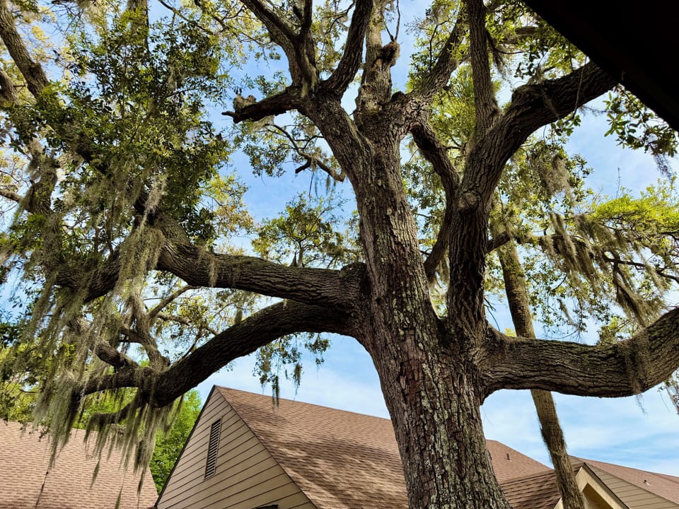 Outdoor patio - Huge Live Oak Tree on the patio