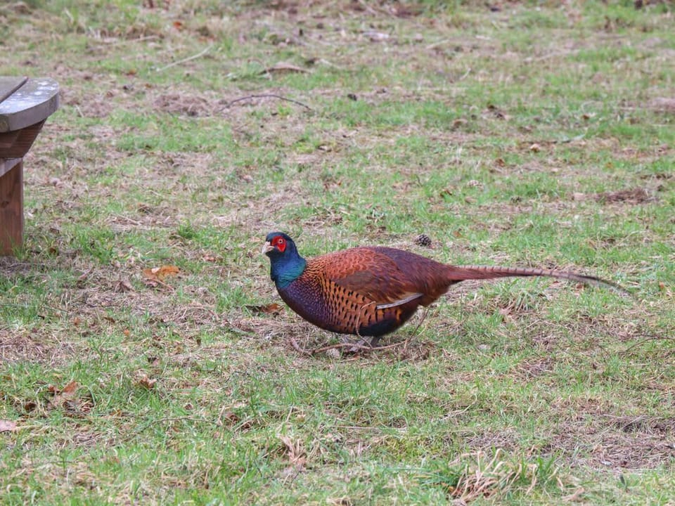 Woodpecker Lodge