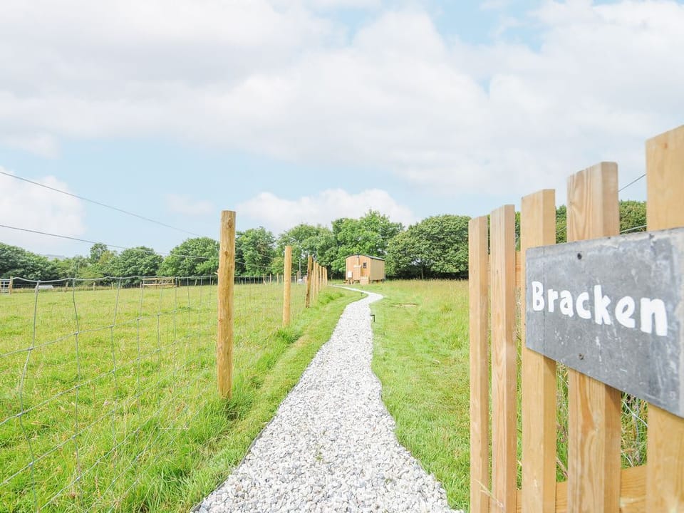 Bracken