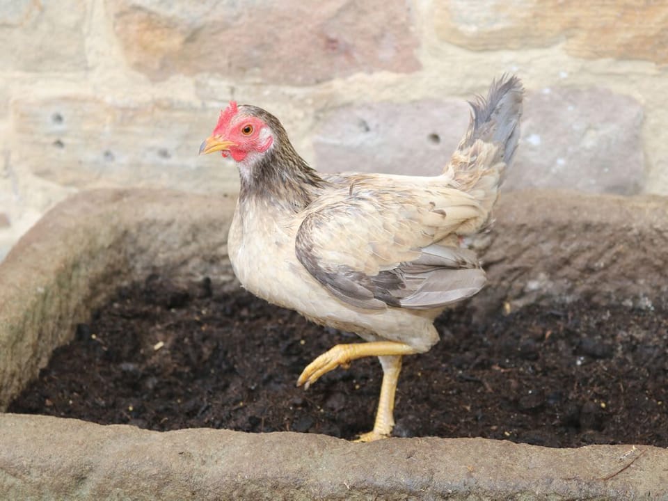 Dale View Farm