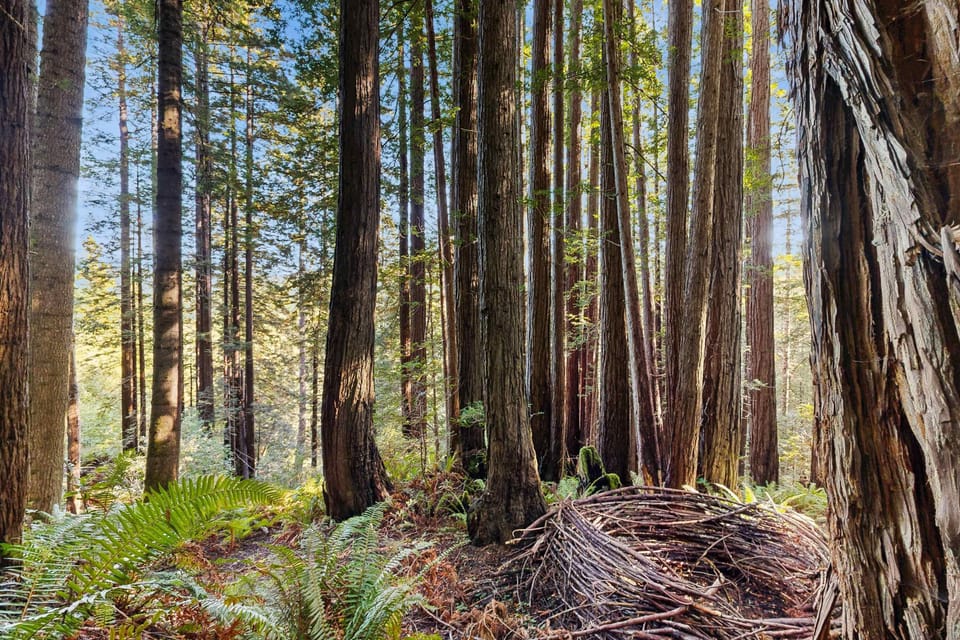 Wander through the enchanting woods right outside your door, where each stroll reveals the beauty of nature's untouched landscape.