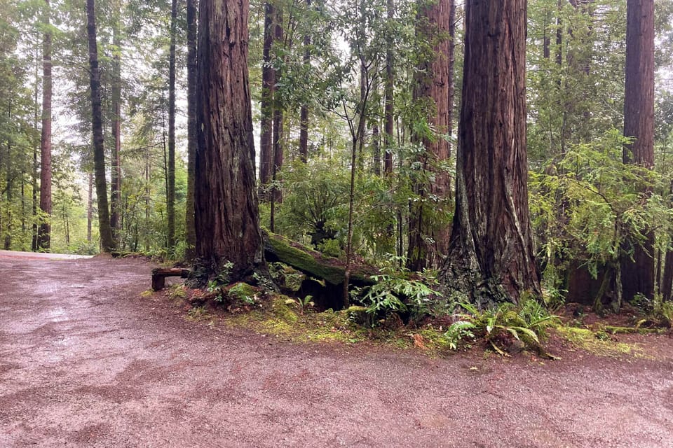 Stroll along the peaceful path lined by majestic redwoods, inviting you to immerse yourself in the beauty of the forest.