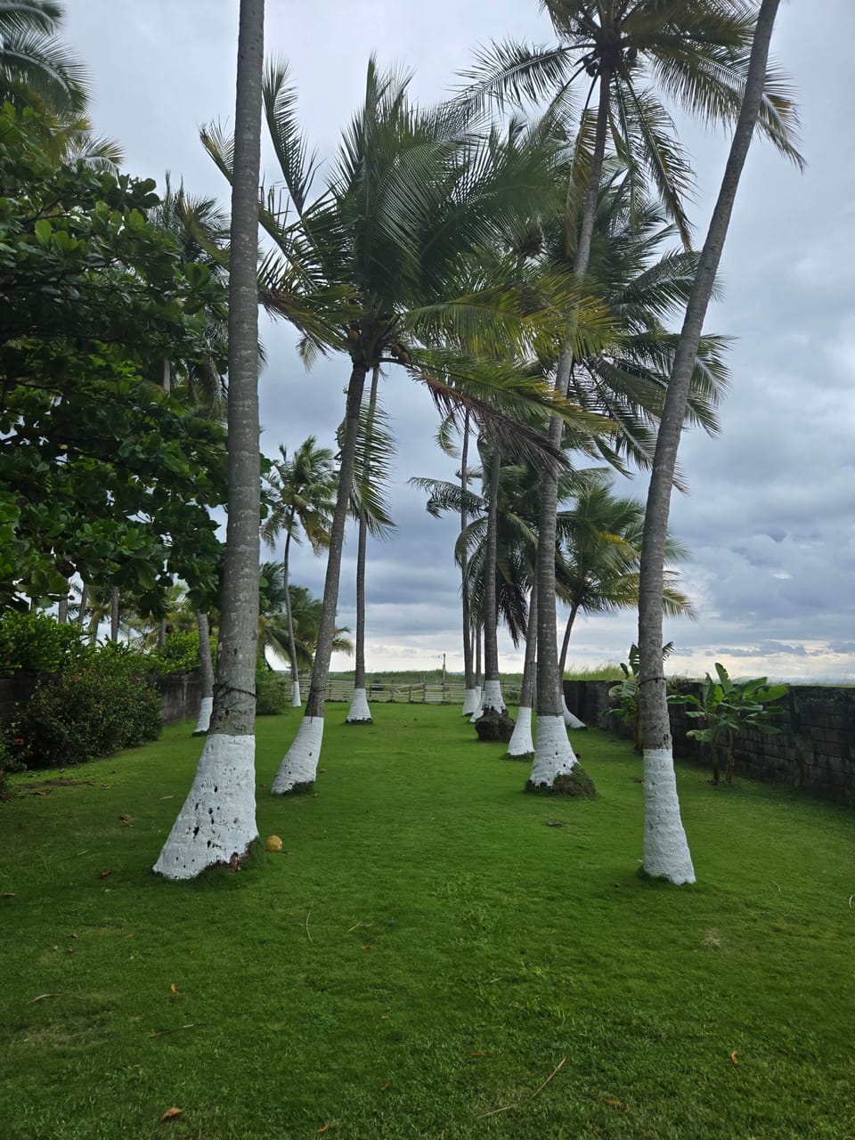 Path to beach palm trees